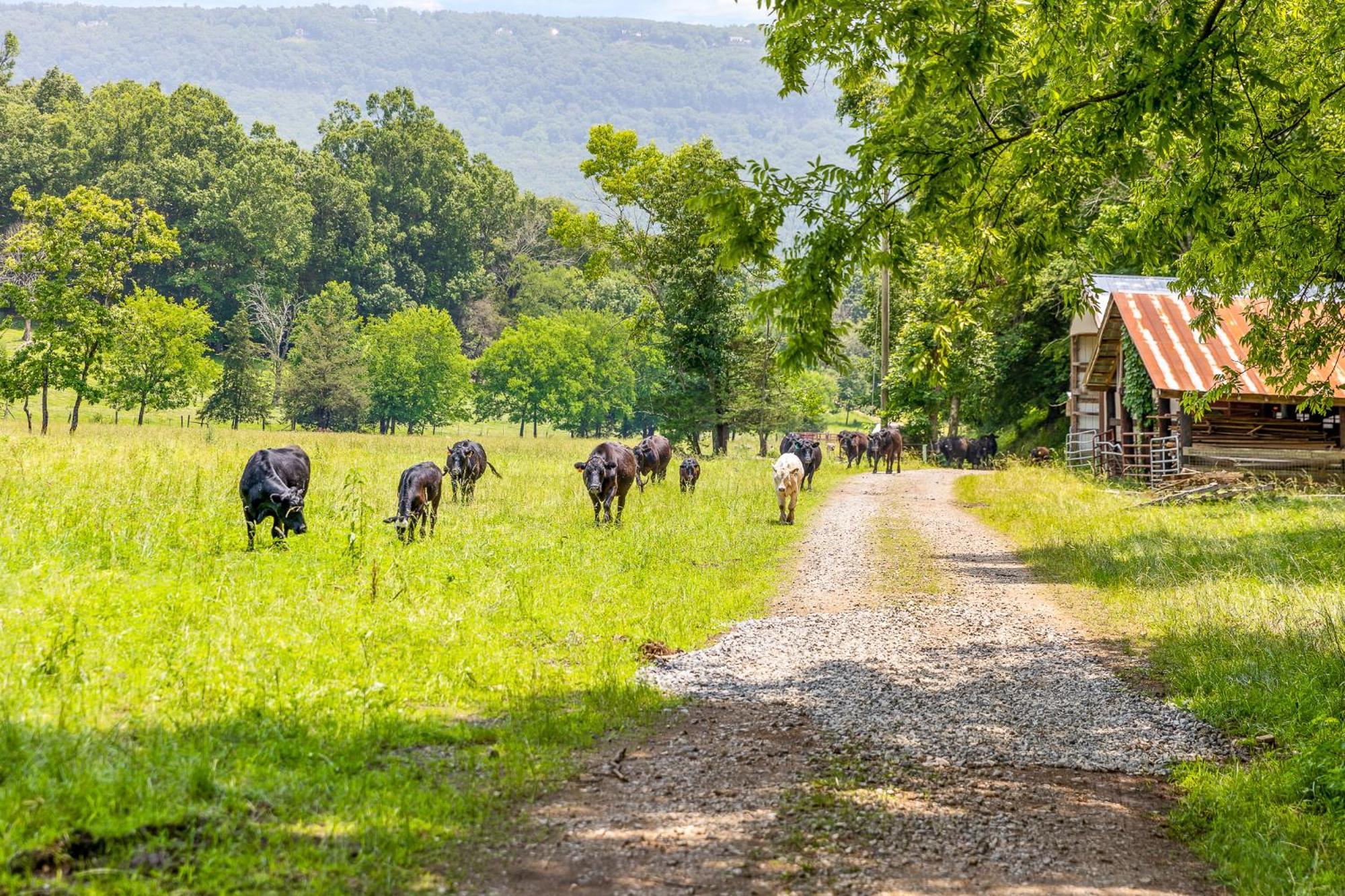 Quail Run Farm Pool Home Chattanooga Buitenkant foto